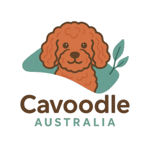 cavoodleaustralia.com