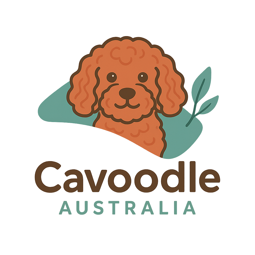 cavoodleaustralia.com